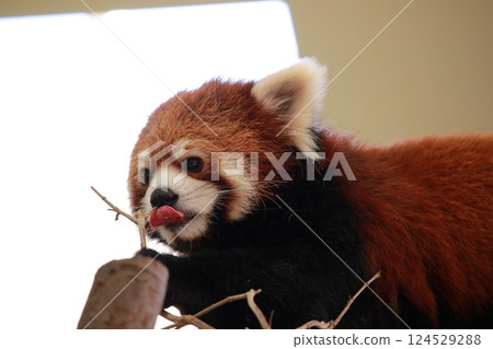 A red panda licking a branch 124529288