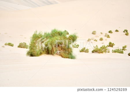 Photo of plants in the desert 124529289
