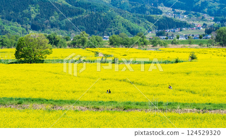 Iiyama City Tokiwa Rapeseed Flower Field 124529320