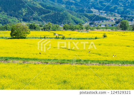 Iiyama City Tokiwa Rapeseed Flower Field 124529321