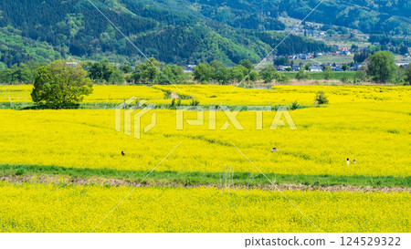 Iiyama City Tokiwa Rapeseed Flower Field 124529322