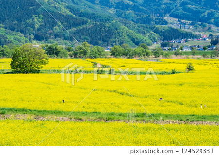 飯山市/常盤油菜田 飯山市/常盤油菜田 124529331