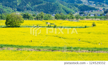 Iiyama City Tokiwa Rapeseed Flower Field Iiyama City Tokiwa Rapeseed Flower Field 124529332