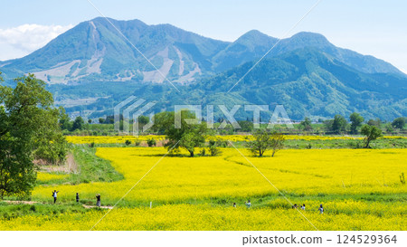Iiyama City Tokiwa Rapeseed Flower Field 124529364