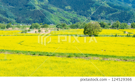 Iiyama City Tokiwa Rapeseed Flower Field 124529366