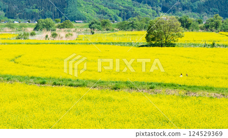 Iiyama City Tokiwa Rapeseed Flower Field 124529369