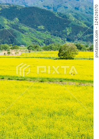 飯山市/常盤油菜田 124529370