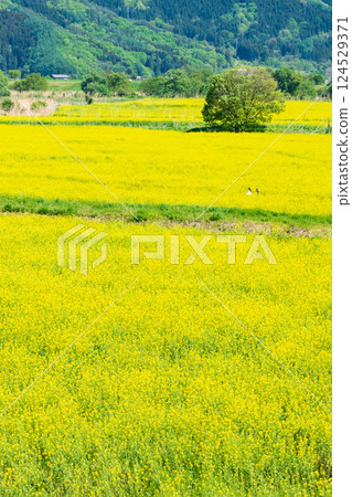 飯山市/常盤油菜田 124529371