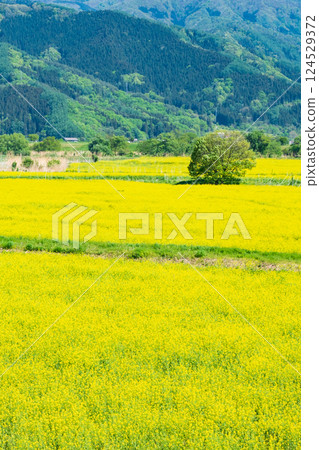 飯山市/常盤油菜田 124529372