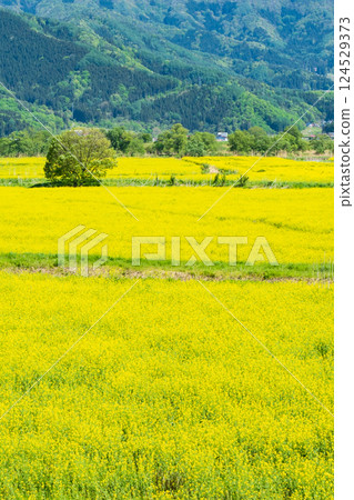 飯山市/常盤油菜田 124529373