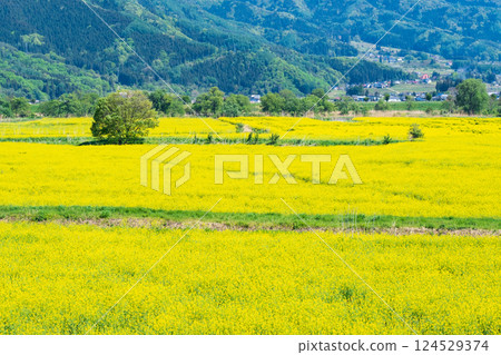 飯山市/常盤油菜田 124529374
