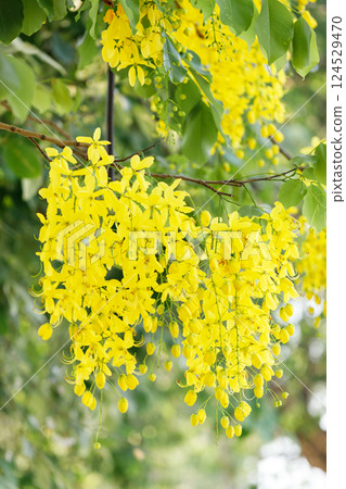 Golden shower tree cheerful blooming in natural park. Cassia fistula. 124529470