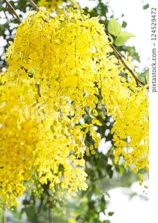 Golden shower tree cheerful blooming in natural park. Cassia fistula. Golden shower tree cheerful blooming in natural park. Cassia fistula. 124529472
