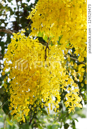 Golden shower tree cheerful blooming in natural park. Cassia fistula. 124529473