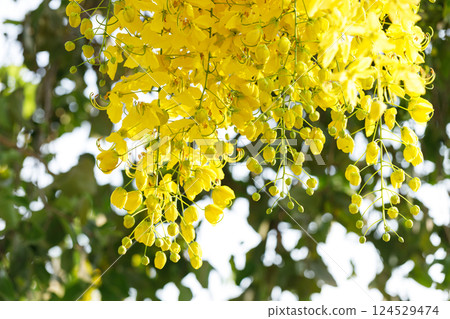 Golden shower tree cheerful blooming in natural park. Cassia fistula. Golden shower tree cheerful blooming in natural park. Cassia fistula. 124529474