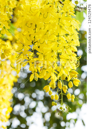 Golden shower tree cheerful blooming in natural park. Cassia fistula. Golden shower tree cheerful blooming in natural park. Cassia fistula. 124529476