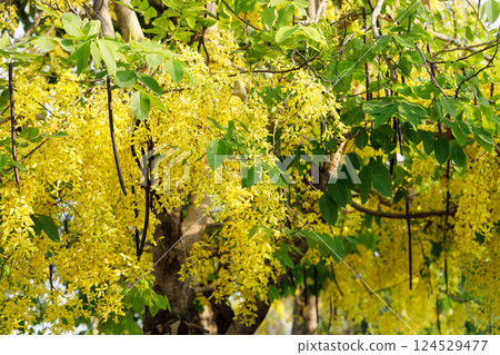 Golden shower tree cheerful blooming in natural park. Cassia fistula. 124529477
