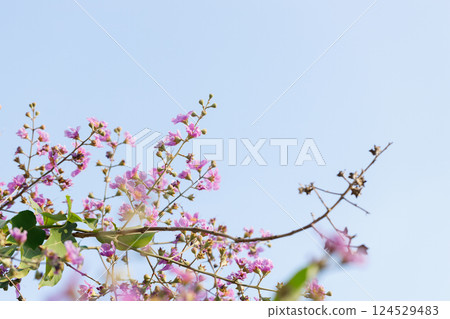 Queens Flower or Inthanin flower in Thailand, Queens crape myrtle, Pride of India, Jarul, banaba plant, Lagerstroemia speciosa, cheerful blooming in park. Queens Flower or Inthanin flower in Thailand, Queens crape myrtle, Pride of India, Jarul, banaba plant, Lagerstroemia speciosa, cheerful blooming in park. 124529483