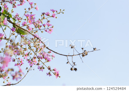 Queens Flower or Inthanin flower in Thailand, Queens crape myrtle, Pride of India, Jarul, banaba plant, Lagerstroemia speciosa, cheerful blooming in park. 124529484