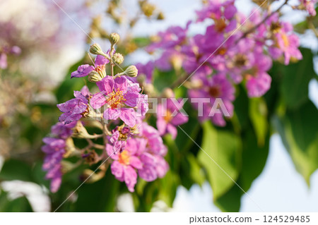 Queens Flower or Inthanin flower in Thailand, Queens crape myrtle, Pride of India, Jarul, banaba plant, Lagerstroemia speciosa, cheerful blooming in park. 124529485