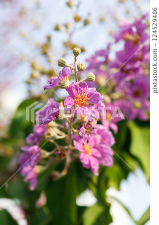 Queens Flower or Inthanin flower in Thailand, Queens crape myrtle, Pride of India, Jarul, banaba plant, Lagerstroemia speciosa, cheerful blooming in park. Queens Flower or Inthanin flower in Thailand, Queens crape myrtle, Pride of India, Jarul, banaba plant, Lagerstroemia speciosa, cheerful blooming in park. 124529486