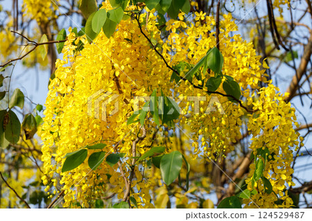 Golden shower tree cheerful blooming in natural park. Cassia fistula. 124529487