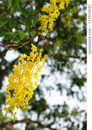 Golden shower tree cheerful blooming in natural park. Cassia fistula. 124529491