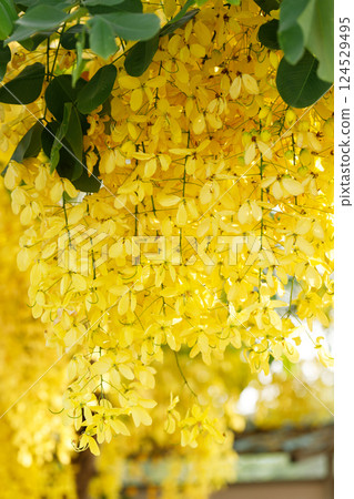 Golden shower tree cheerful blooming in natural park. Cassia fistula. 124529495