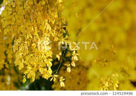 Golden shower tree cheerful blooming in natural park. Cassia fistula. 124529496