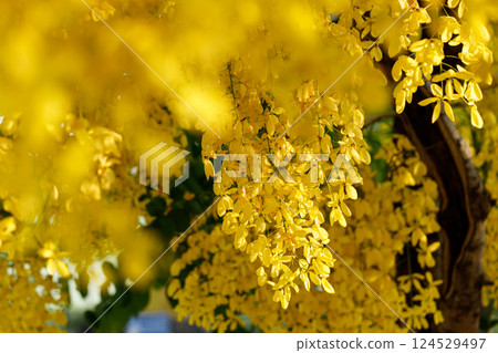 Golden shower tree cheerful blooming in natural park. Cassia fistula. Golden shower tree cheerful blooming in natural park. Cassia fistula. 124529497