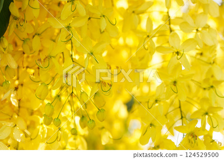Golden shower tree cheerful blooming in natural park. Cassia fistula. Golden shower tree cheerful blooming in natural park. Cassia fistula. 124529500
