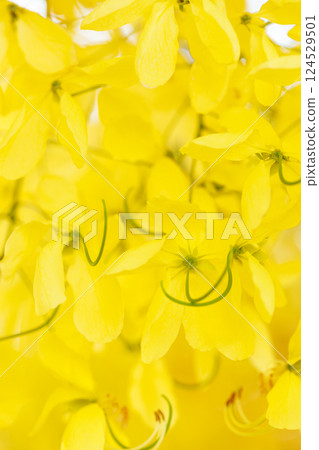 Golden shower tree cheerful blooming in natural park. Cassia fistula. 124529501