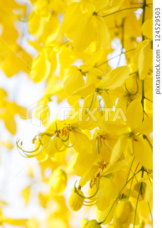 Golden shower tree cheerful blooming in natural park. Cassia fistula. Golden shower tree cheerful blooming in natural park. Cassia fistula. 124529503