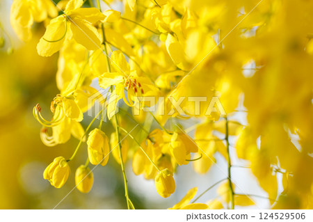 Golden shower tree cheerful blooming in natural park. Cassia fistula. Golden shower tree cheerful blooming in natural park. Cassia fistula. 124529506