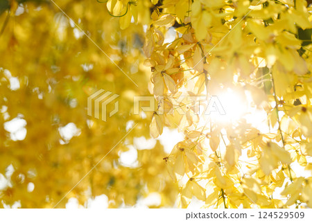 Golden shower tree cheerful blooming in natural park. Cassia fistula. 124529509