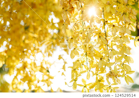 Golden shower tree cheerful blooming in natural park. Cassia fistula. 124529514