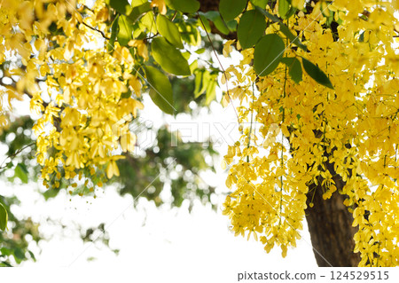 Golden shower tree cheerful blooming in natural park. Cassia fistula. 124529515