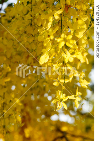 Golden shower tree cheerful blooming in natural park. Cassia fistula. Golden shower tree cheerful blooming in natural park. Cassia fistula. 124529516