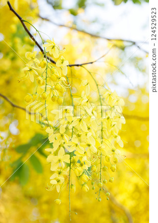 Golden shower tree cheerful blooming in natural park. Cassia fistula. Golden shower tree cheerful blooming in natural park. Cassia fistula. 124529523