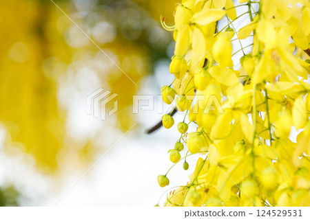 Golden shower tree cheerful blooming in natural park. Cassia fistula. 124529531