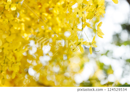 Golden shower tree cheerful blooming in natural park. Cassia fistula. 124529534