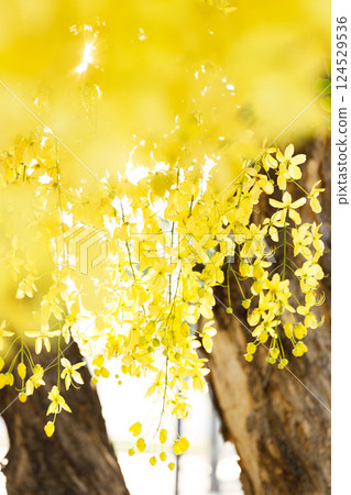 Golden shower tree cheerful blooming in natural park. Cassia fistula. Golden shower tree cheerful blooming in natural park. Cassia fistula. 124529536