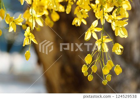 Golden shower tree cheerful blooming in natural park. Cassia fistula. 124529538
