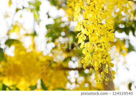 Golden shower tree cheerful blooming in natural park. Cassia fistula. 124529540