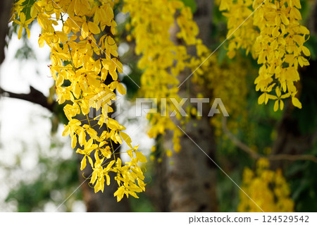 Golden shower tree cheerful blooming in natural park. Cassia fistula. 124529542