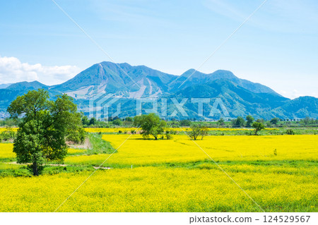 Iiyama City Tokiwa Rapeseed Flower Field 124529567