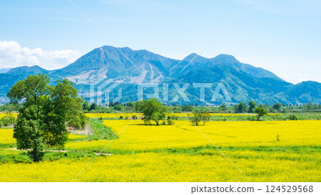 Iiyama City Tokiwa Rapeseed Flower Field 124529568
