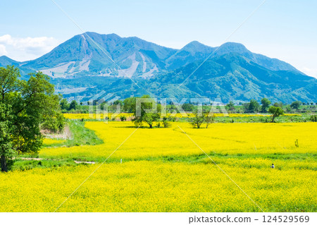 飯山市/常盤油菜田 124529569