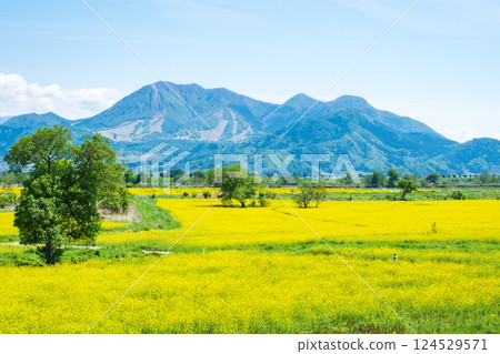 Iiyama City Tokiwa Rapeseed Flower Field 124529571