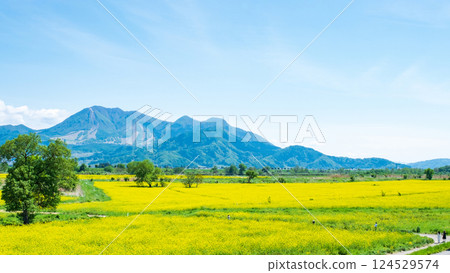 Iiyama City Tokiwa Rapeseed Flower Field 124529574